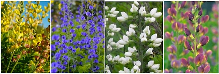 A Sampling of Baptisia's Color Range: From left to right: Baptisia 'Solar Flare' Prairie blues, Blue Baptisia Australis, White Wild Indigo (Baptisia alba), Baptisia Indigo Twilite Prairie Blues. Available at