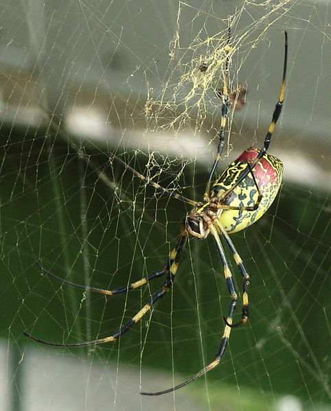 A Golden Orb Weaver Spider or as it is most commonly known as a Carolina Writing Spider. In case you're wondering you won't die if they write your name in their web. Spiders of no kind can really write. So you have nothing to worry about.