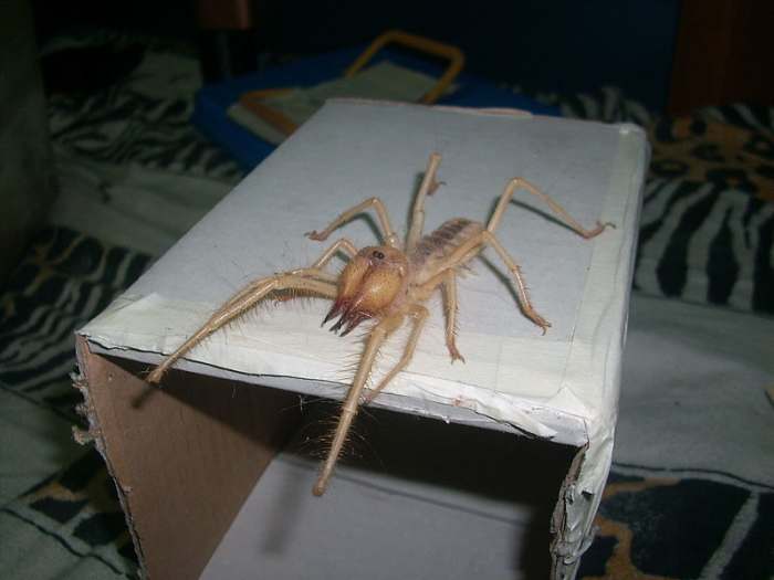 I don't know about you but I don't want a camel spider wandering around my house. Even if it can't out run trucks or kill you with its bite.