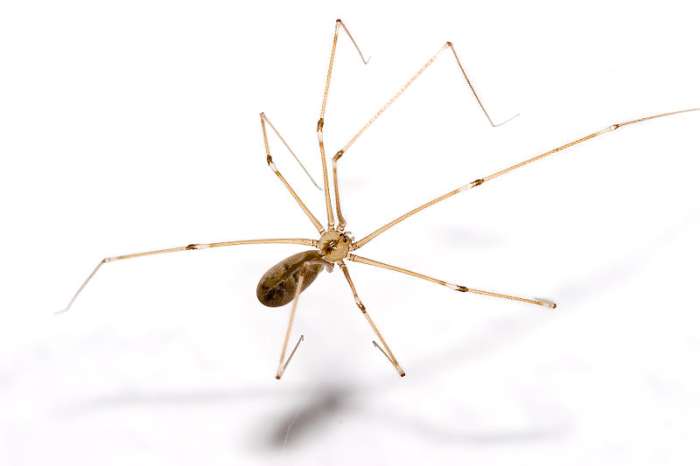 The Grand Daddy Longlegs Spider has no poison in it at all. It has no fangs to bite you with and again it has no poison or venom in it.