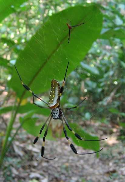 Myth Or Urban Legend. Spiders Can't Get Caught In Their Own Webs. In the photo is a small male orb web weaver spider and a larger female of the same species. These spiders are often found in the yard or garden.