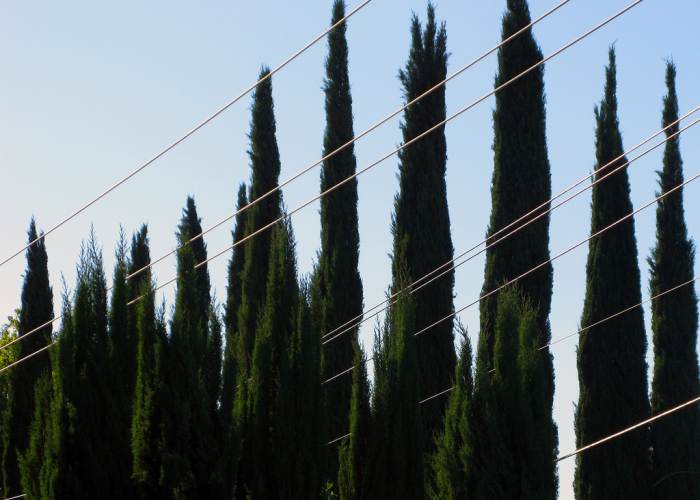 cypress oil is extracted from the twigs and foliage of the Cypress trees, particularly this species.