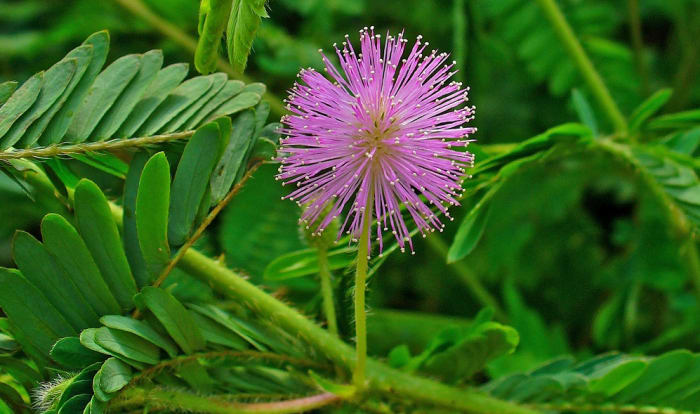 A flower of the sensitive plant (mimosa pudica) also known as shy plant or touch-me-not plant.