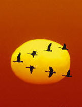Canada geese have a 'general purpose' wing layout, but improve their flight efficiency by means of a cunning use of the V pattern. The bird at the front creates turbulence in its wake with the beating of its wings; giving lift to the other birds.