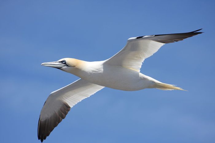 The black primaries of the gannet clearly show the proportions of the wing layout: the white lift section is longer, a good gliding characteristic.