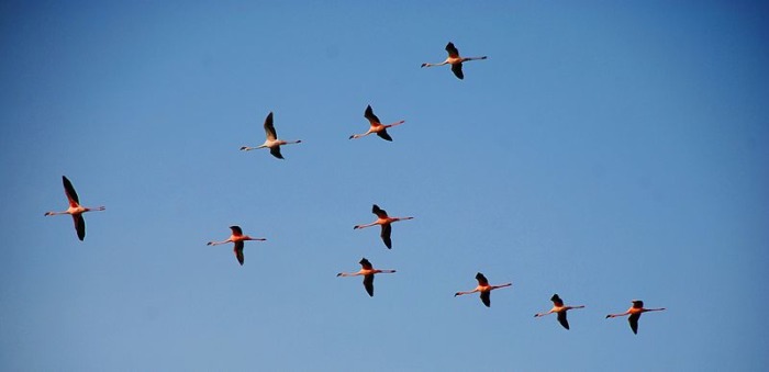 Freedom of the air enables these flamingos' to choose the best places for feeding and roosting. With advantages like this, birds as a class have evolved twice as many species as mammals.