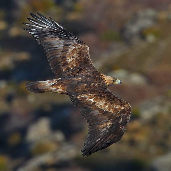 A golden eagle soars effortlessly. The primary feathers are spread out to obtain maximum advantage from rising air currents; they are also specially shaped to reduce turbulence, helping the eagle to gain speed when gliding downwards.