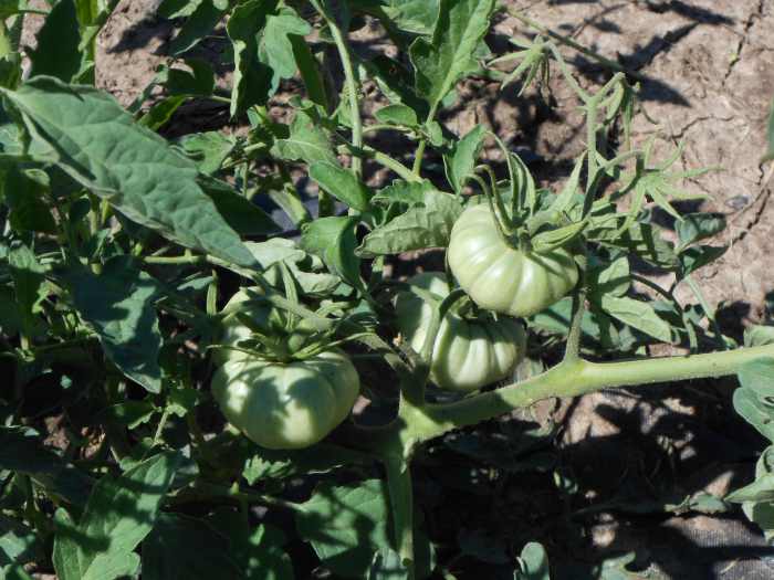 Growing fresh vegetables and fruit in your garden is a great way to reduce your grocery costs.