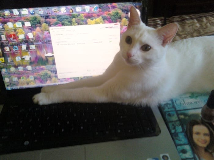 This is my sweet little Olive trying to take my attention away from the computer. You would think she never gets any attention of her own. Well, we all know that's not true!