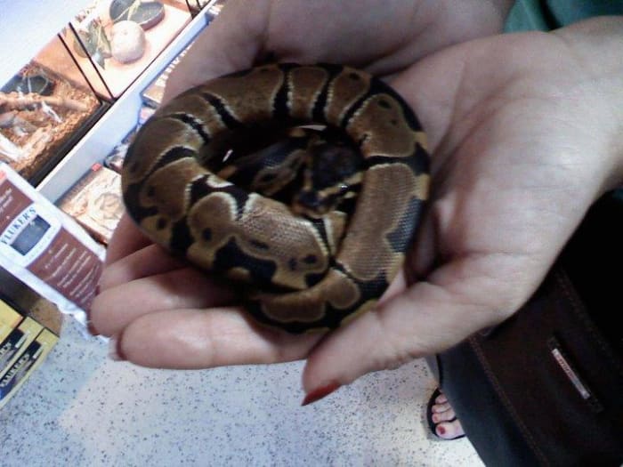 Say hello to Kimbo Slice, my daughters college pet, best friend, and wonderful listener!