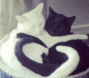 These two are my Ying and Yang, but we call them Olive and Oliver. They love each other dearly. They eat together, sleep together, and play together, but only when they're not hanging out together. Ha Ha