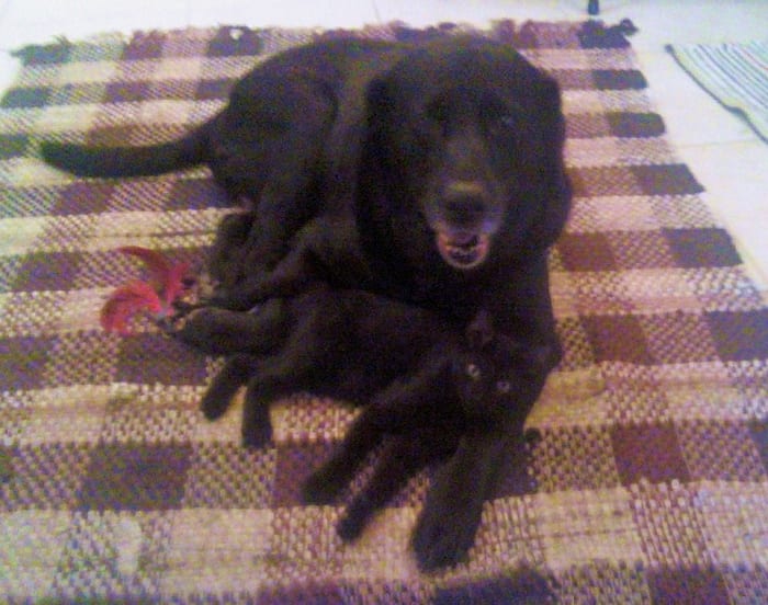 Meet Melody the Black Lab and our new kitten, Oliver. Neither one had any idea they weren't blood related. Melody even tried to nurse Oliver as if he were her baby.