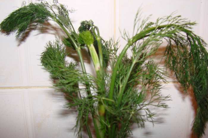 A dill plant before it was used for seasoning or pickling food.