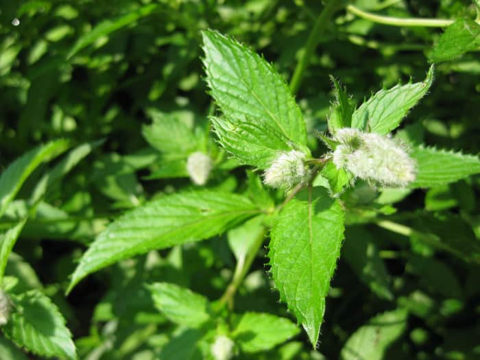 A close up view of a peppermint sprig and it's lovely spike flower. The leaves are most commonly used in cooking, cold mint drinks and teas.