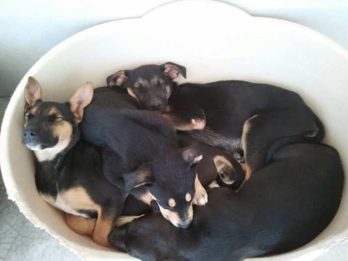 Sadie is the puppy on the left hand side, resting her had against the side of the basket.