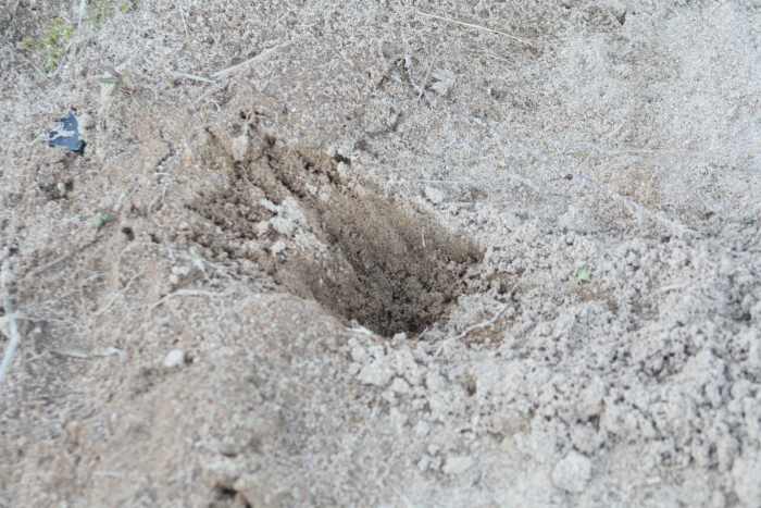 The wombat's front paw has five toes with long sharp claws. The rear paw has four toes with claws plus a small round bump to the side.