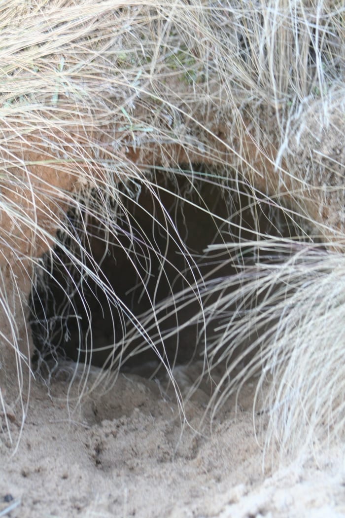 The entrance to a wombat hole. A mother and her children survived a killer fire storm by taking refuge in a wombat burrow in 2009.
