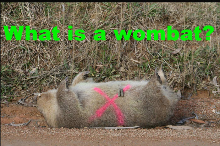 Dead wombats are a common sight on Australian country roads. Do you know why wombat roadkill is painted with a bright cross?