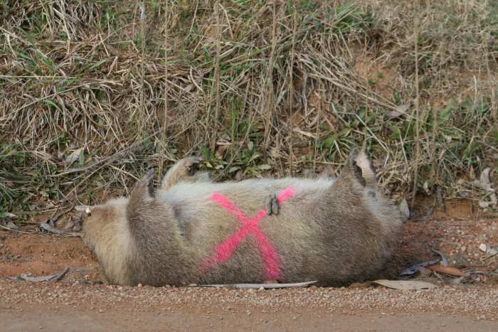 A large X is painted on wombat (and kangaroo) roadkill after the pouch is checked for live young.