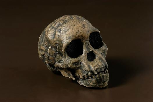 Taung Child: a partial skull and brain endocast discovered in 1924 in Taung, South Africa. This 2.3 million-year-old skull of a young child is the ‘type specimen’ or official representative of this species. It was the first fossil of a human ancestor