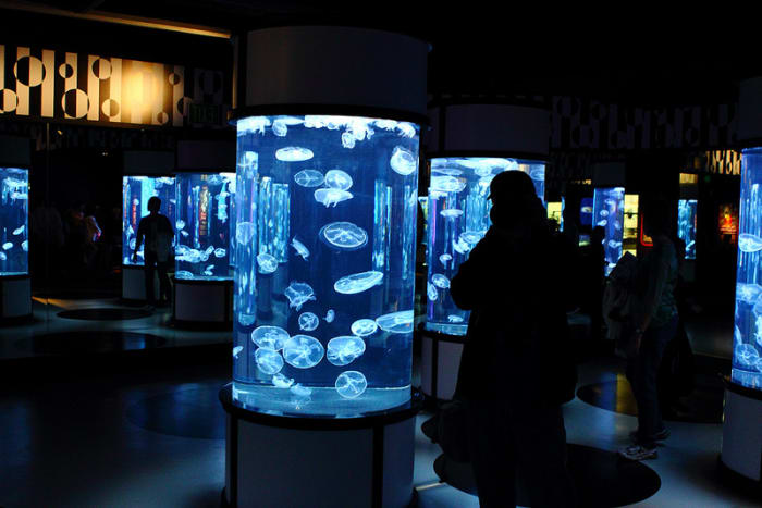 Jelly-fish at the Monterey Bay Aquarium.