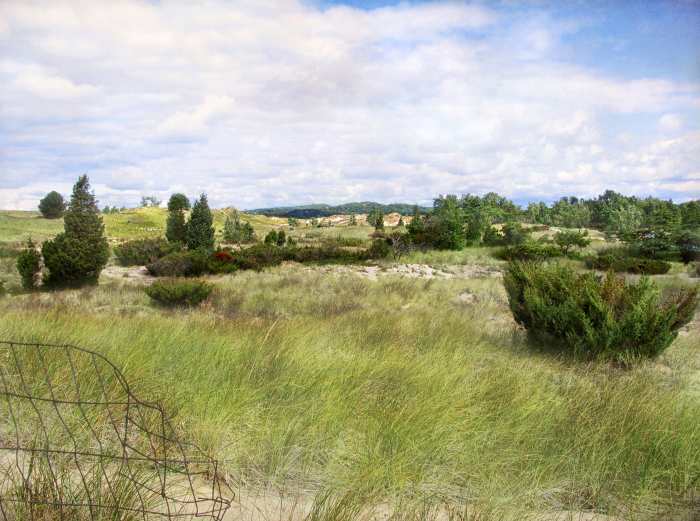 Native milkweed habitat among beach grass (Oval Beach in SW Michigan (USA) bordering The Saugatuck Harbor Natural Area