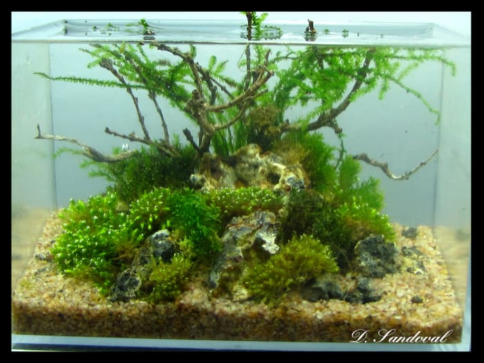A planted tank that has a centered piece will have the viewer locked onto the middle drawing attention away from other plants strewn across the tank depth.
