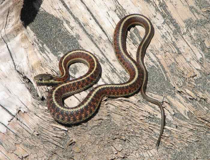 What animal are people MOST SCARED of? Ssssss, ssssss.Yes, snakes have THAT reputation.They're the MOST FEARED animals on this planet. The tempting of the mythological Adam & Eve further enforced the snake's loathsome reputation.