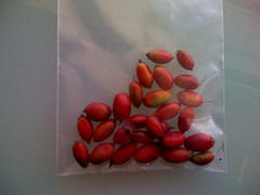 Synsepalum dulcificum or Miracle berry are cultivated in West Africa and first discovered by Europeans in 1725. Though rather bland tasting, chewing a miracle berry before eating sour food will result in a sweeter experience.