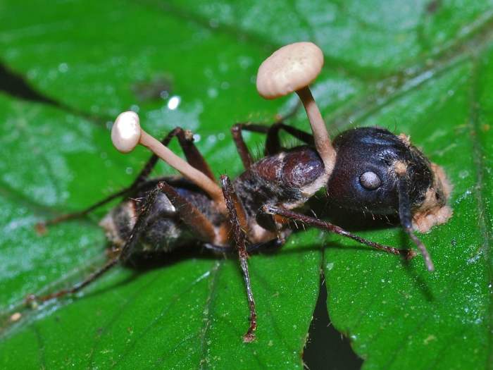 An ant killed by Cordyceps fungus which is disturbingly bursting out of its body, at Cockscomb Wildlife Sanctuary in Belize.