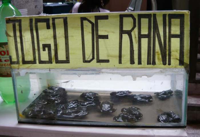 A Peruvian juice vendor displaying a tank of frogs sadly destined for the blender. Thankfully vendors generally kill, flay and boil the frogs before juicing them.