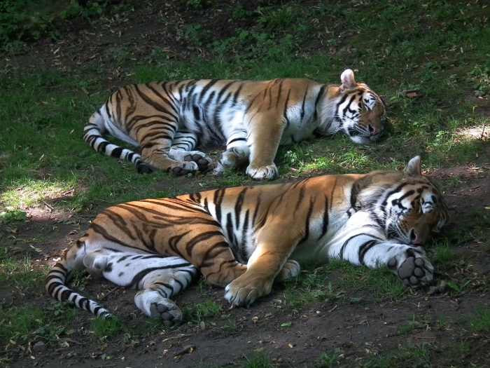 A pair of Siberian tigers napping at Zoo Landau in Germany