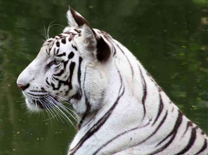 White tiger at the New Delhi Zoo, India