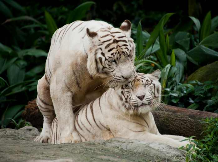 A pair of affectionate white tigers (Singapore Zoo)