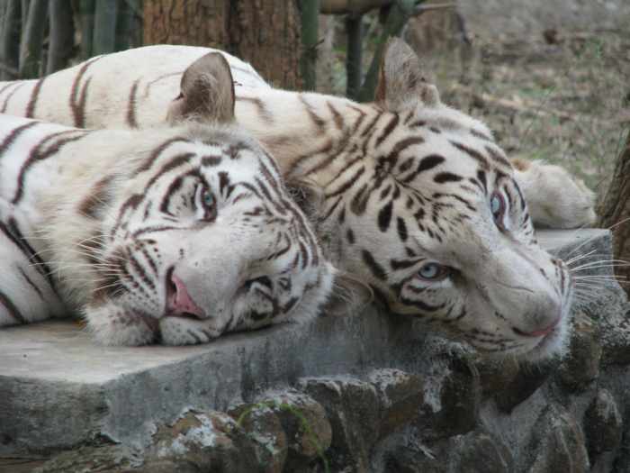 Two white tigers resting at Bannerghatta National Park in India