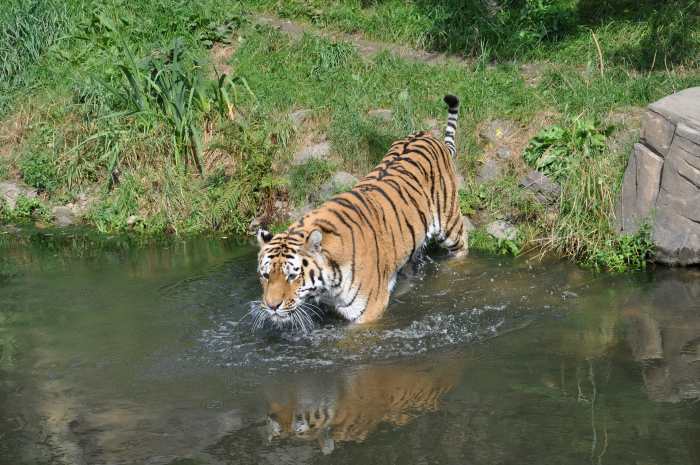 A tiger getting in the water at Wuppertal Zoo in Germany