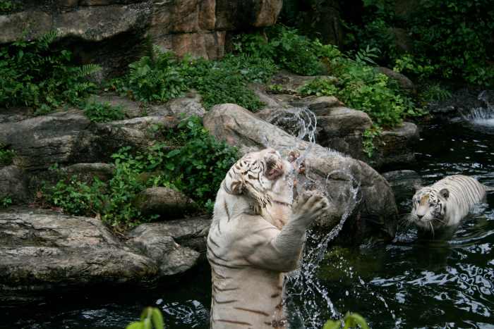 White tigers playing in the water (Singapore Zoo)