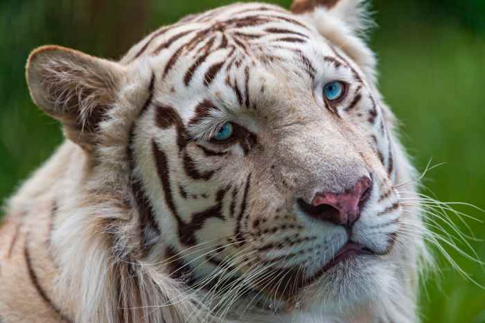 The white tiger is a genetic variation of the Bengal tiger. Like golden tigers, white tigers are not a distinct subspecies. Though extremely rare in the wild, white tigers are popular in zoos because of their unique coloring.