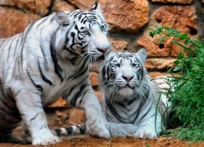 A pair of White Bengal Tigers at the Haifa Educational Zoo in Israel