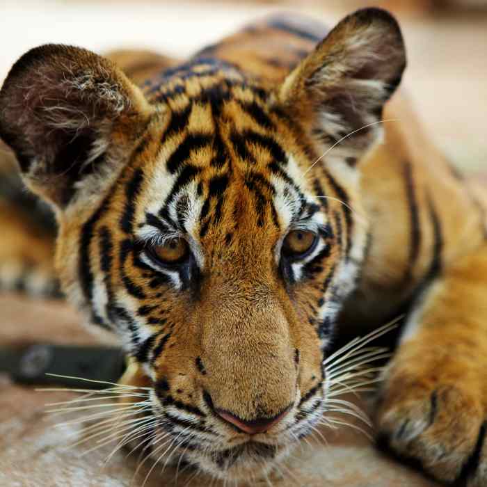 Tiger cub at the controversial "Tiger Temple" in Kanchanaburi province, Thailand