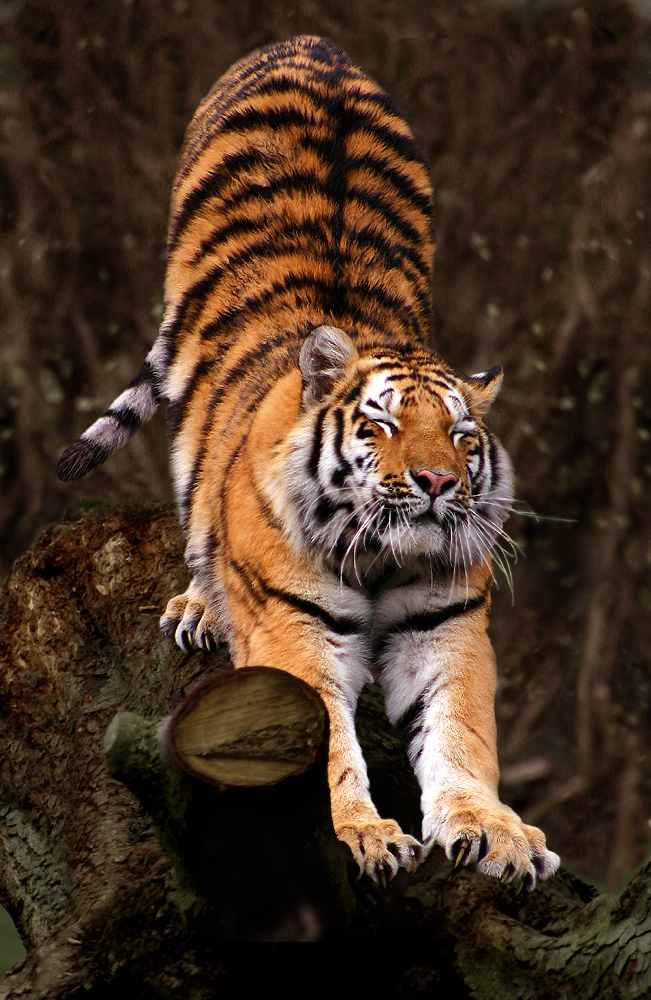 Siberian tiger at Aalborg Zoo, Denmark
