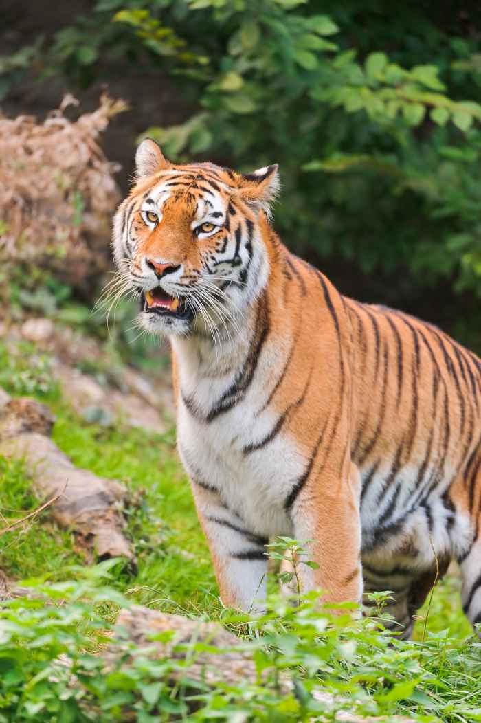 Elena, a Siberian tiger at the Zürich Zoo in Switzerland