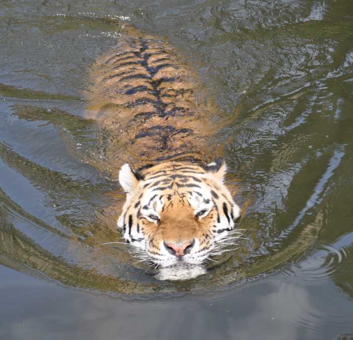 Siberian tiger swimming at Wuppertal Zoo in Germany