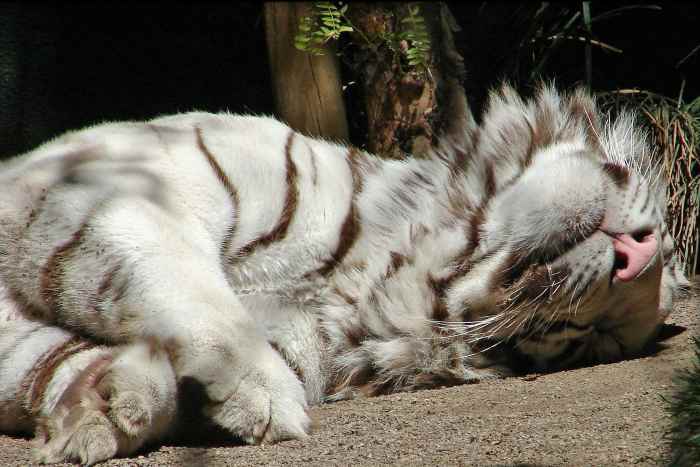 Tiger taking a nap at Secret Garden Las Vegas