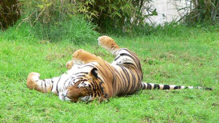 A tiger sleeping at Disney's Animal Kingdom in Florida