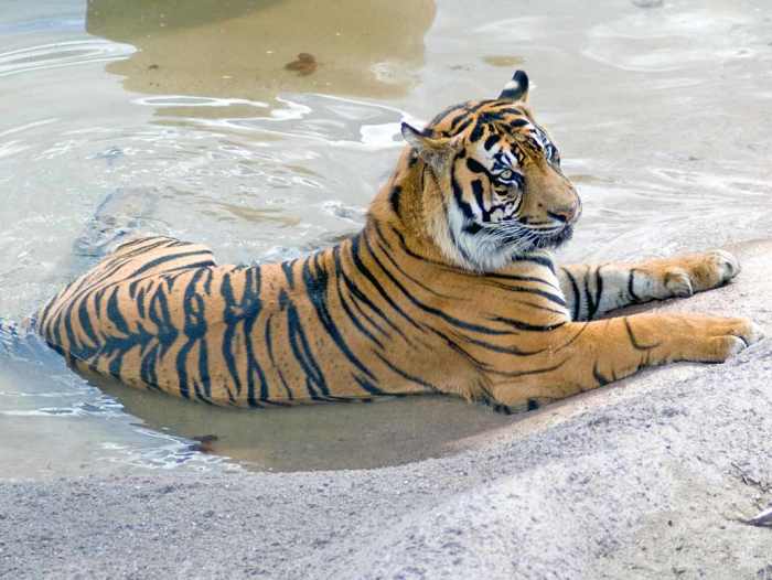 A tiger at the San Diego Zoo