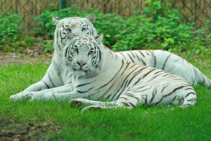 Two white tigers at Zoo Safaripark Stukenbrock in Germany