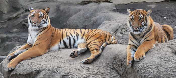 Malayan tigers are found on the Malay Peninsula and are similar in appearance to Indochinese tigers. These are two Malayan tigers at the Cincinnati Zoo.