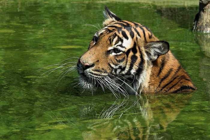 Malayan Tiger swimming at Zoo Dortmund in Germany