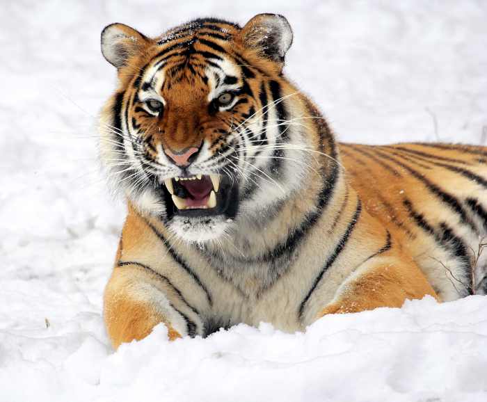 The Siberian tiger, also called the Amur tiger, is the largest living cat, with some males weighing as much as 177 kg (390 lb). This Siberian tiger is at the Buffalo Zoo.